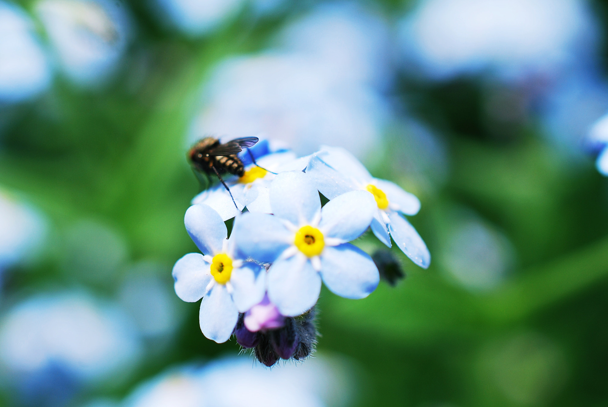 Nikon D60 + Nikon AF-S DX Micro Nikkor 40mm F2.8 sample photo. Flower photography