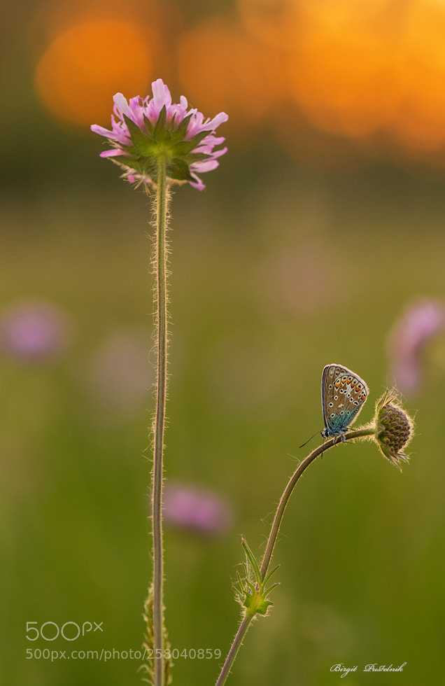 Nikon D7500 sample photo. A place to sleep photography
