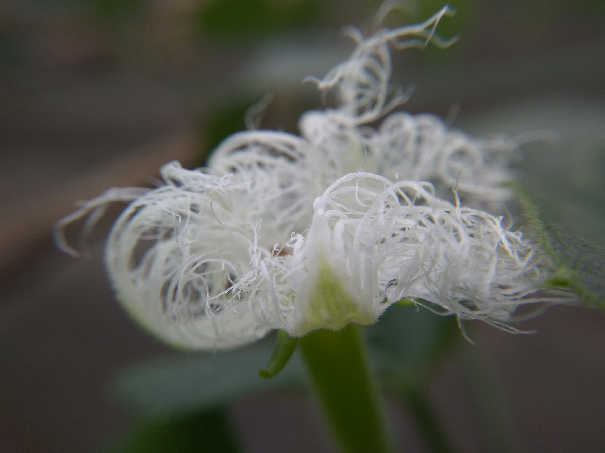 Xiaomi Redmi Note3 sample photo. Img_20170421_081040.jpg photography