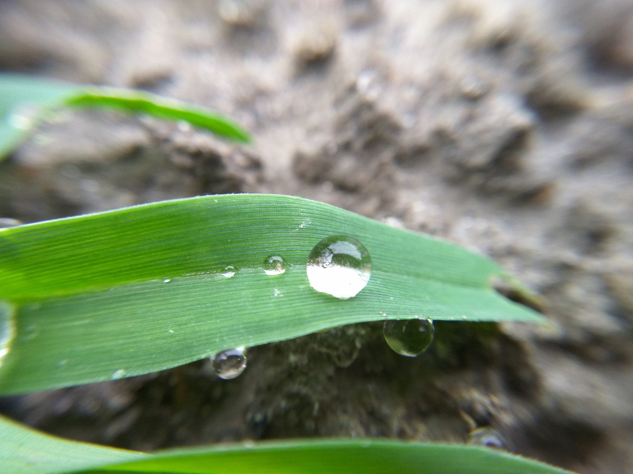 Xiaomi Redmi Note3 sample photo. Img_20170421_081404.jpg photography