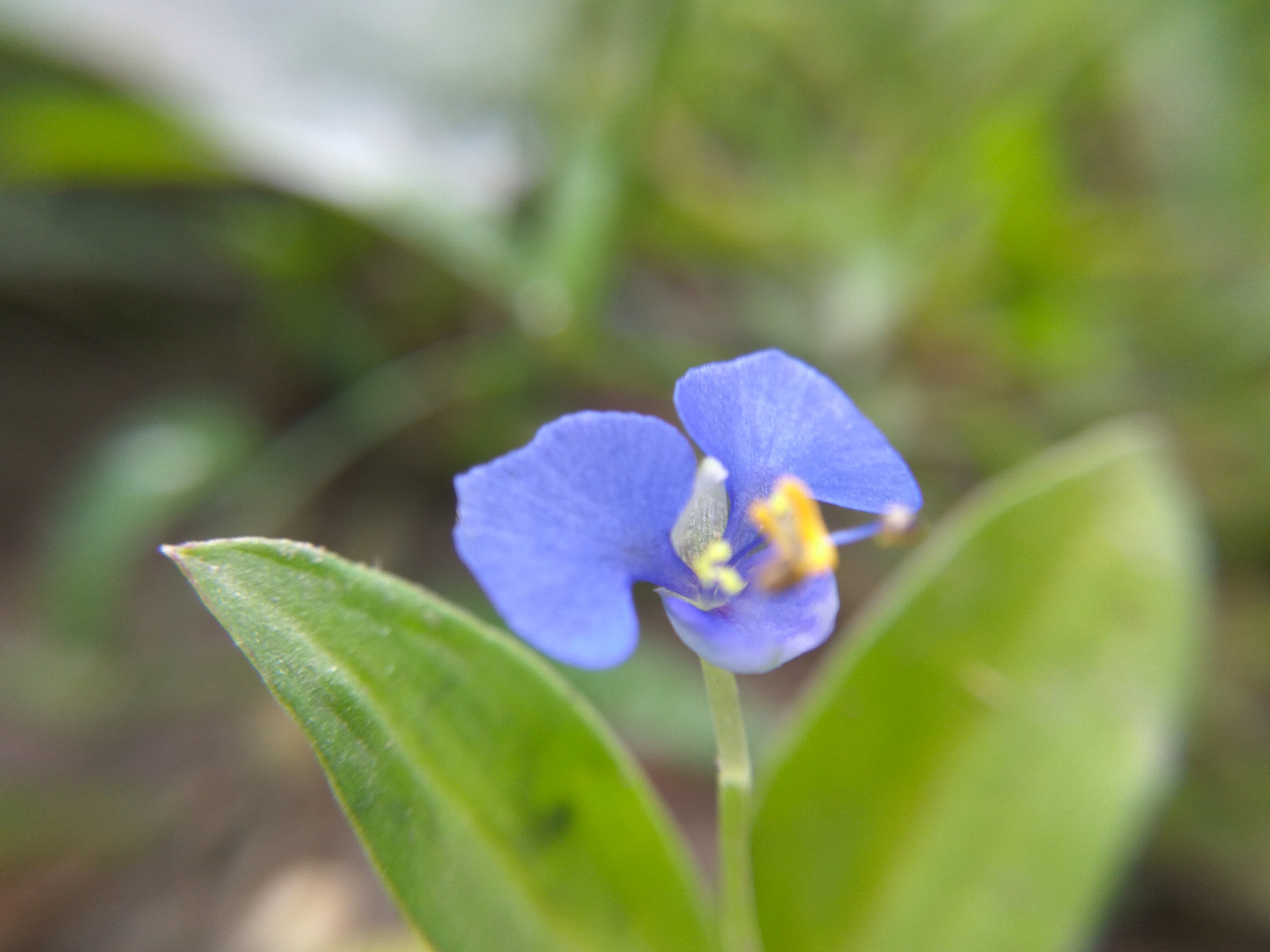Xiaomi Redmi Note3 sample photo. Img_20170421_081800.jpg photography