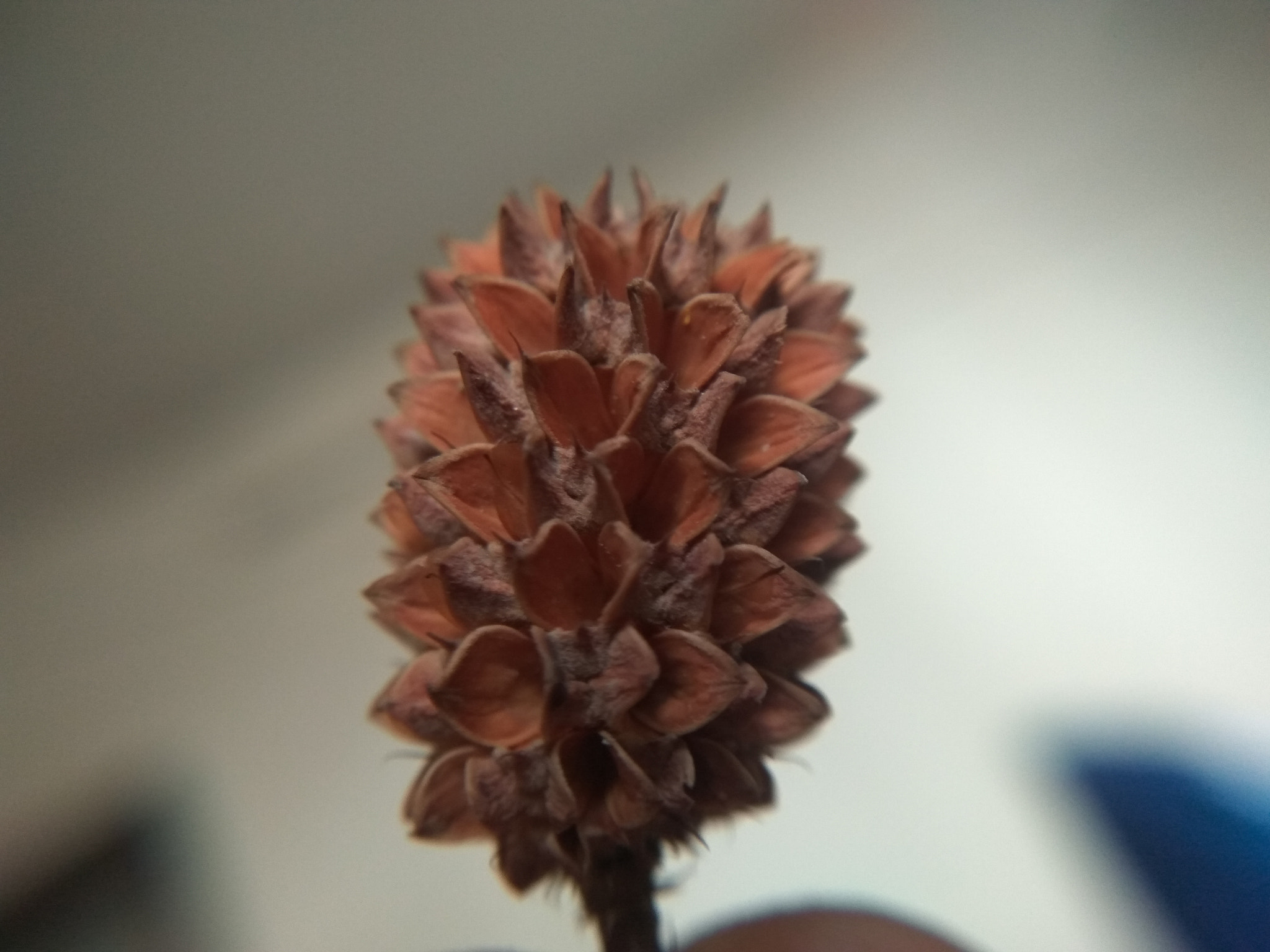 Xiaomi Redmi Note3 sample photo. Img_20170511_150849.jpg photography