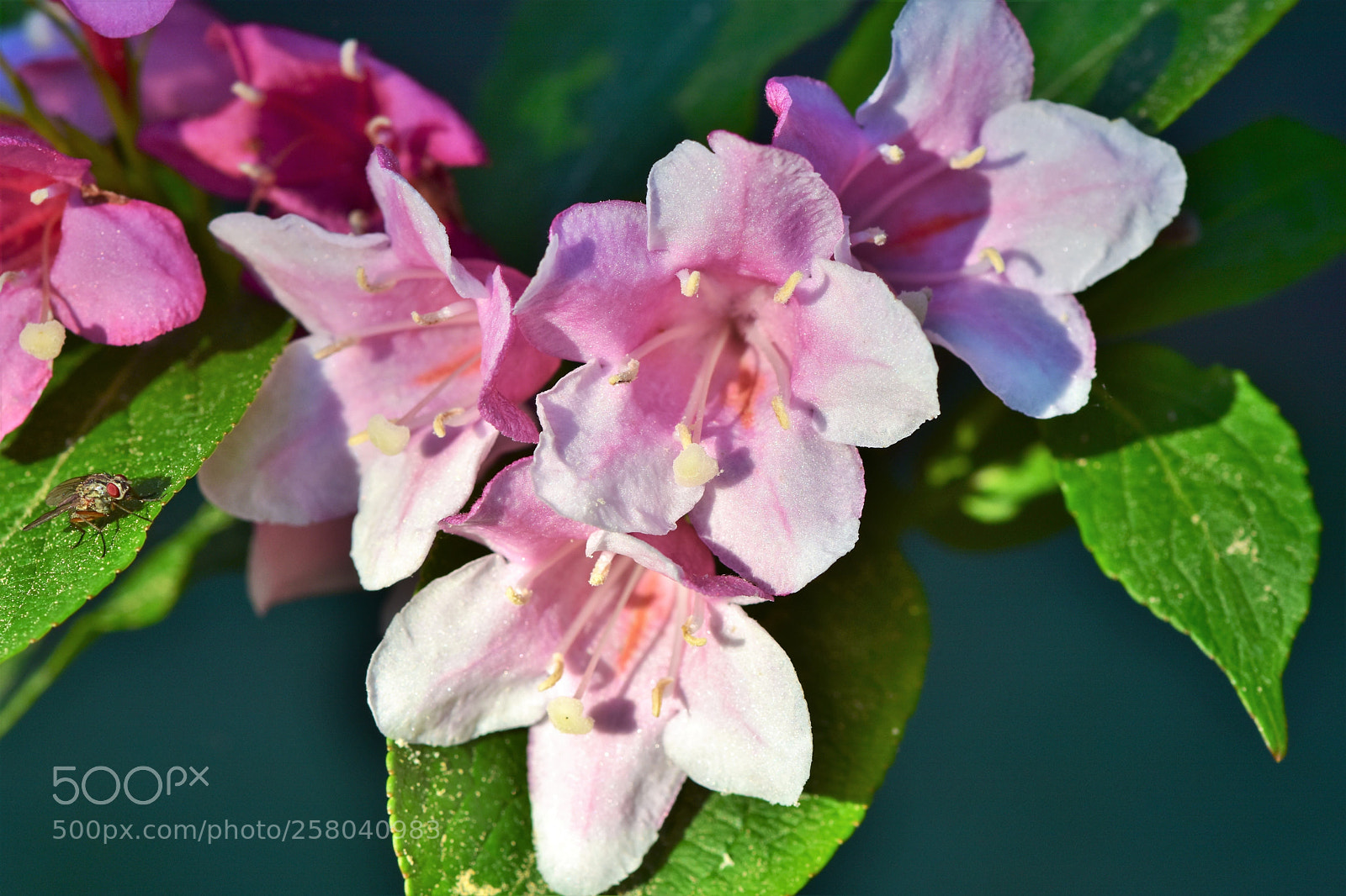 Nikon D7200 sample photo. Macro shot of pink photography