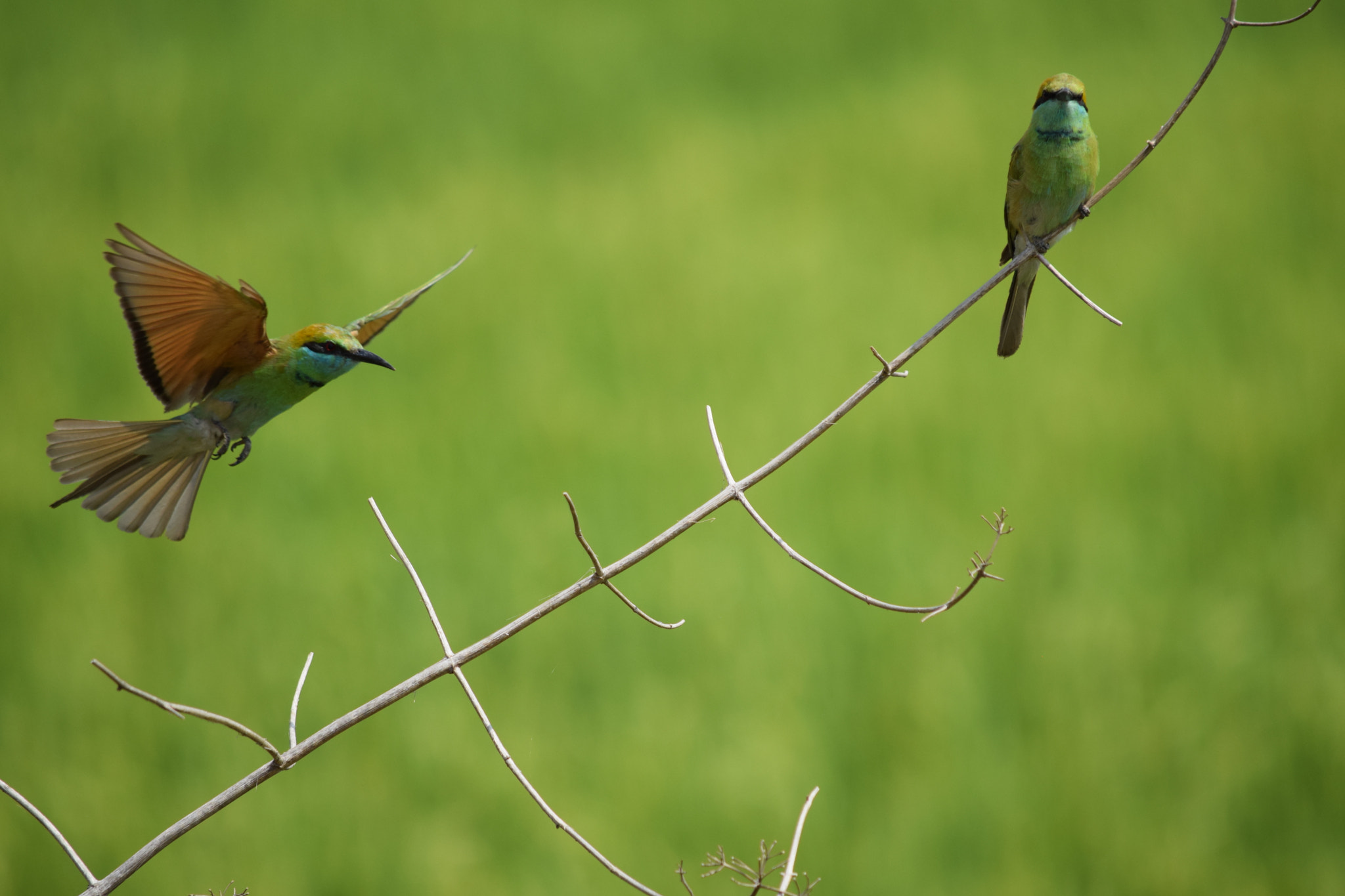 Nikon D3300 sample photo. Bee eater photography