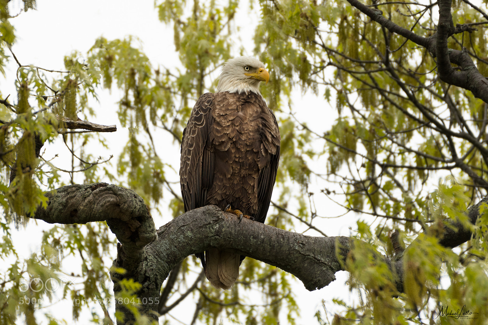 Nikon D500 sample photo. Bald eagle photography