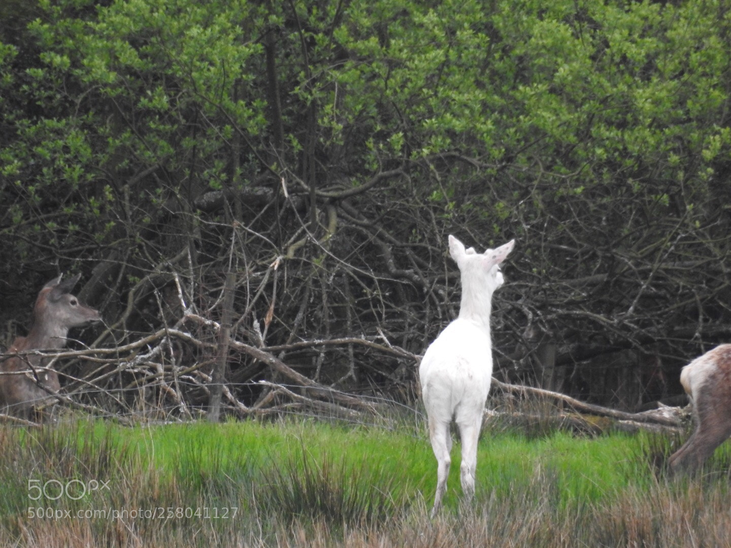 Nikon Coolpix P900 sample photo. White deer  photography