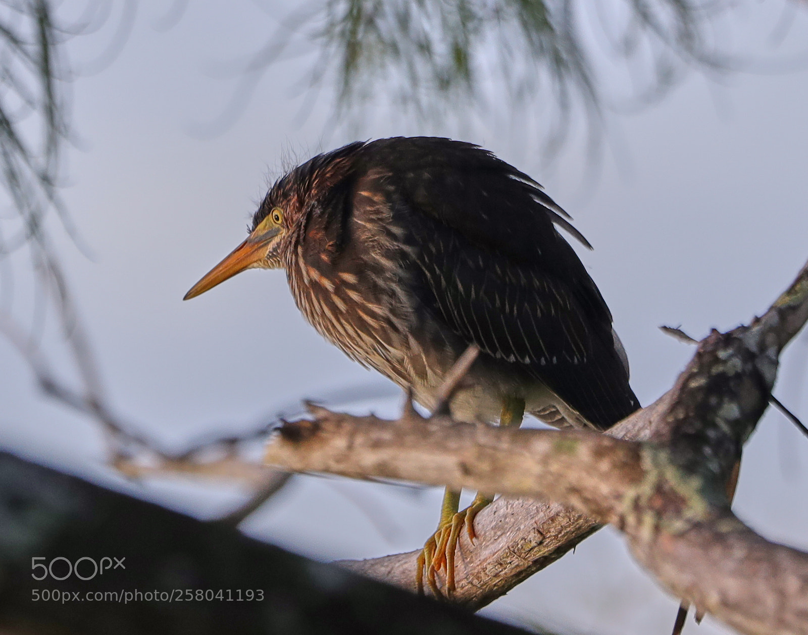 Canon EOS-1D X Mark II sample photo. 05-15-18-0017870.jpg photography