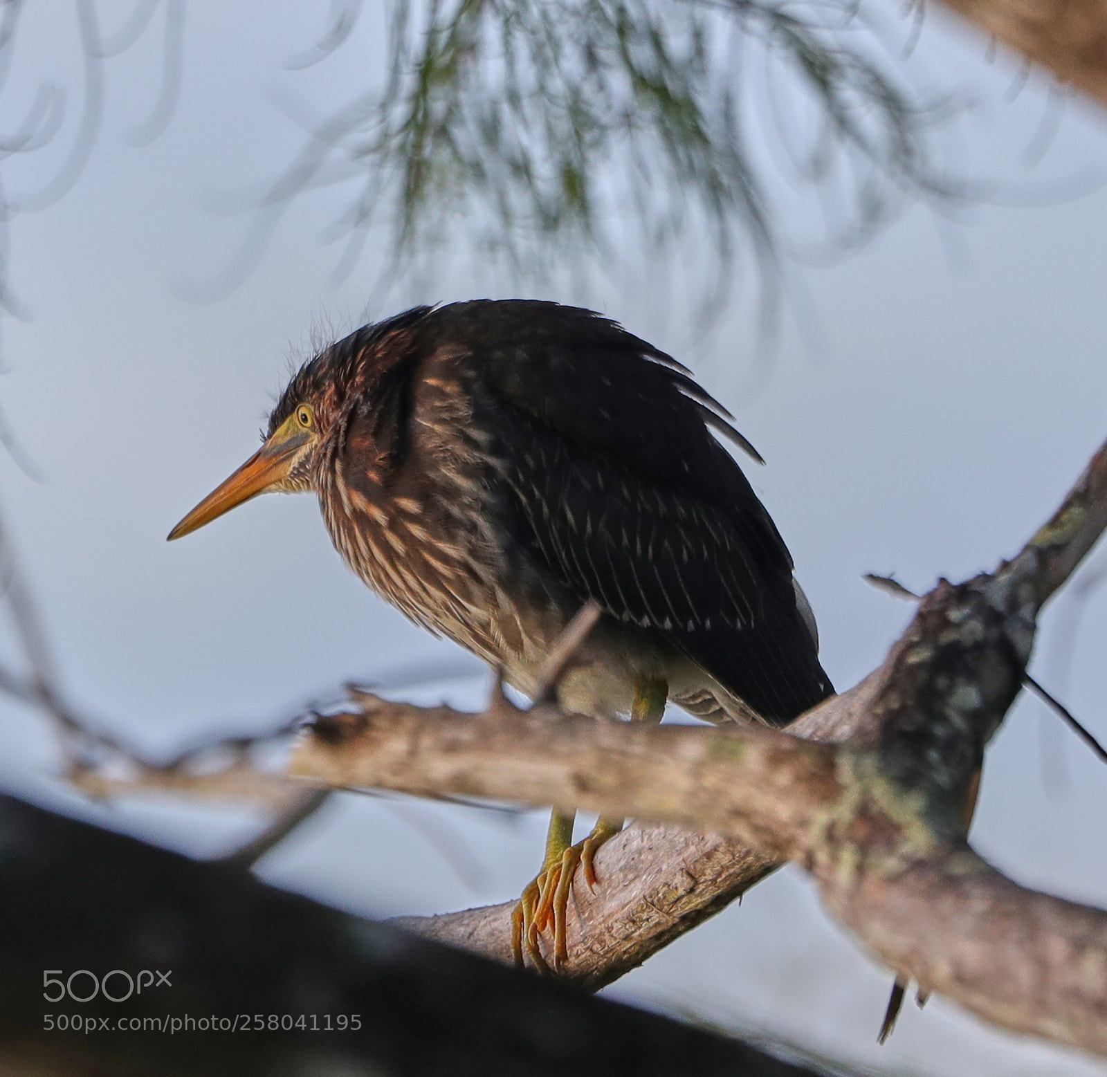 Canon EOS-1D X Mark II sample photo. 05-15-18-0017869.jpg photography