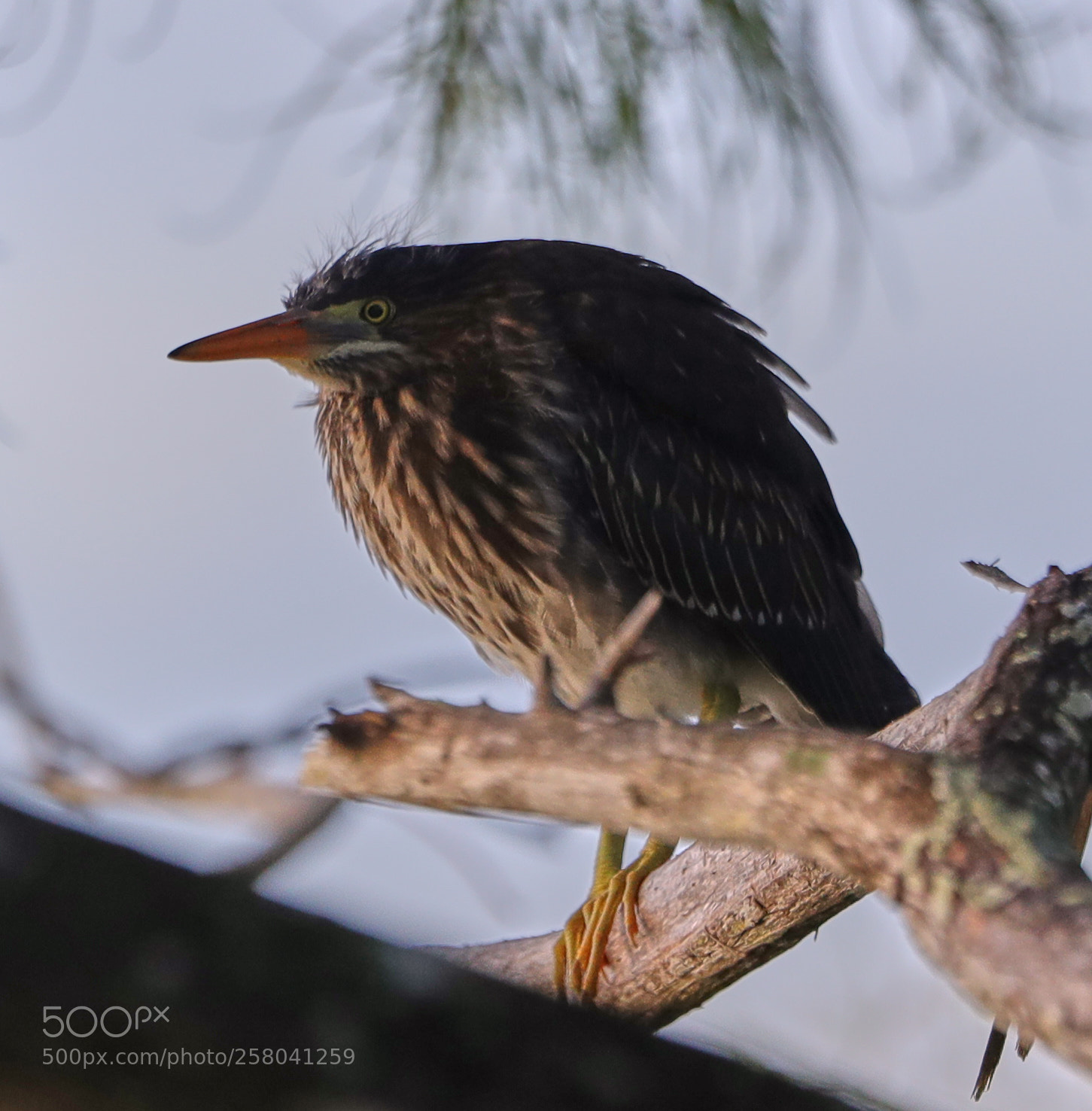 Canon EOS-1D X Mark II sample photo. 05-15-18-0017868.jpg photography