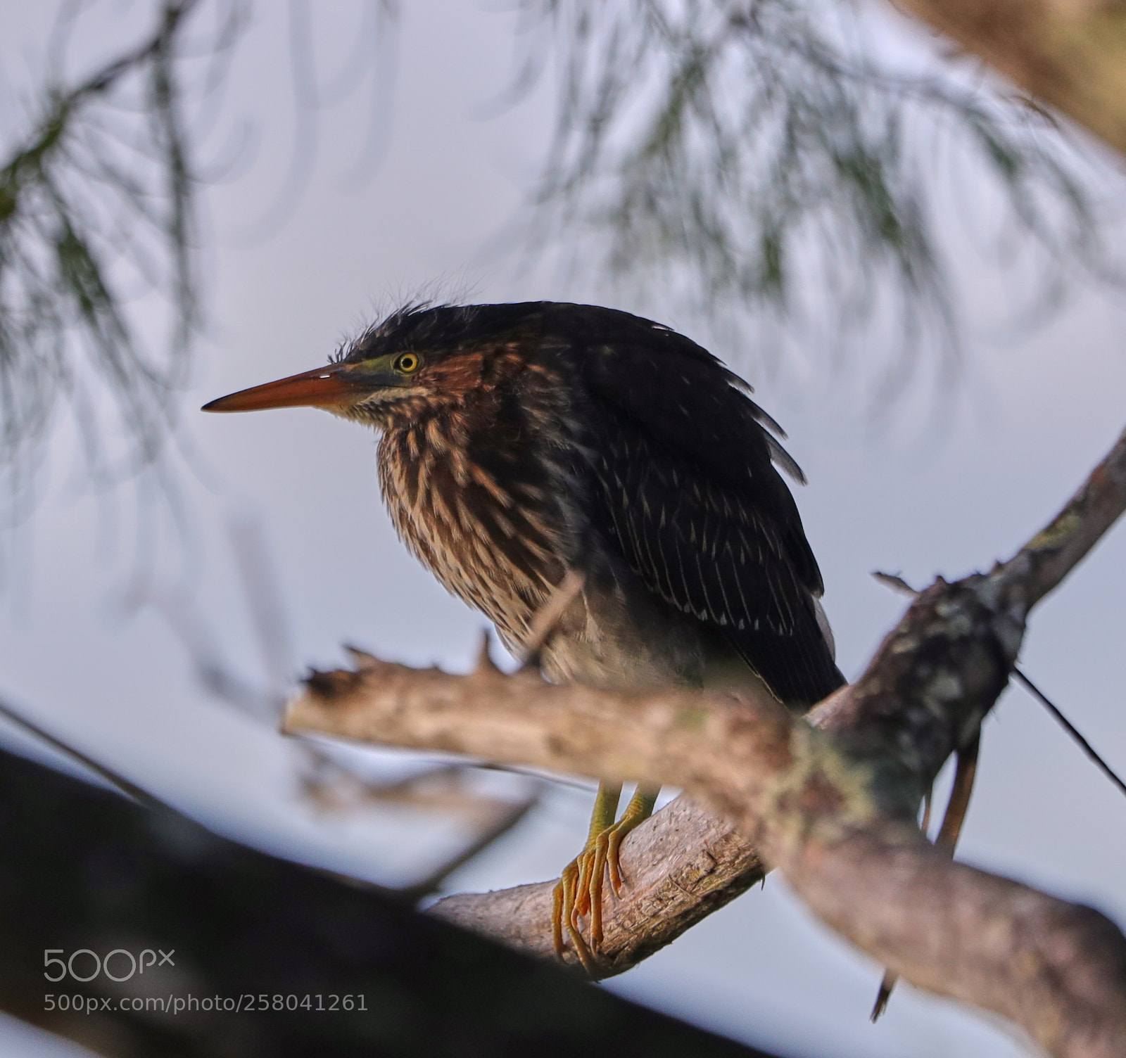 Canon EOS-1D X Mark II sample photo. 05-15-18-0017865.jpg photography