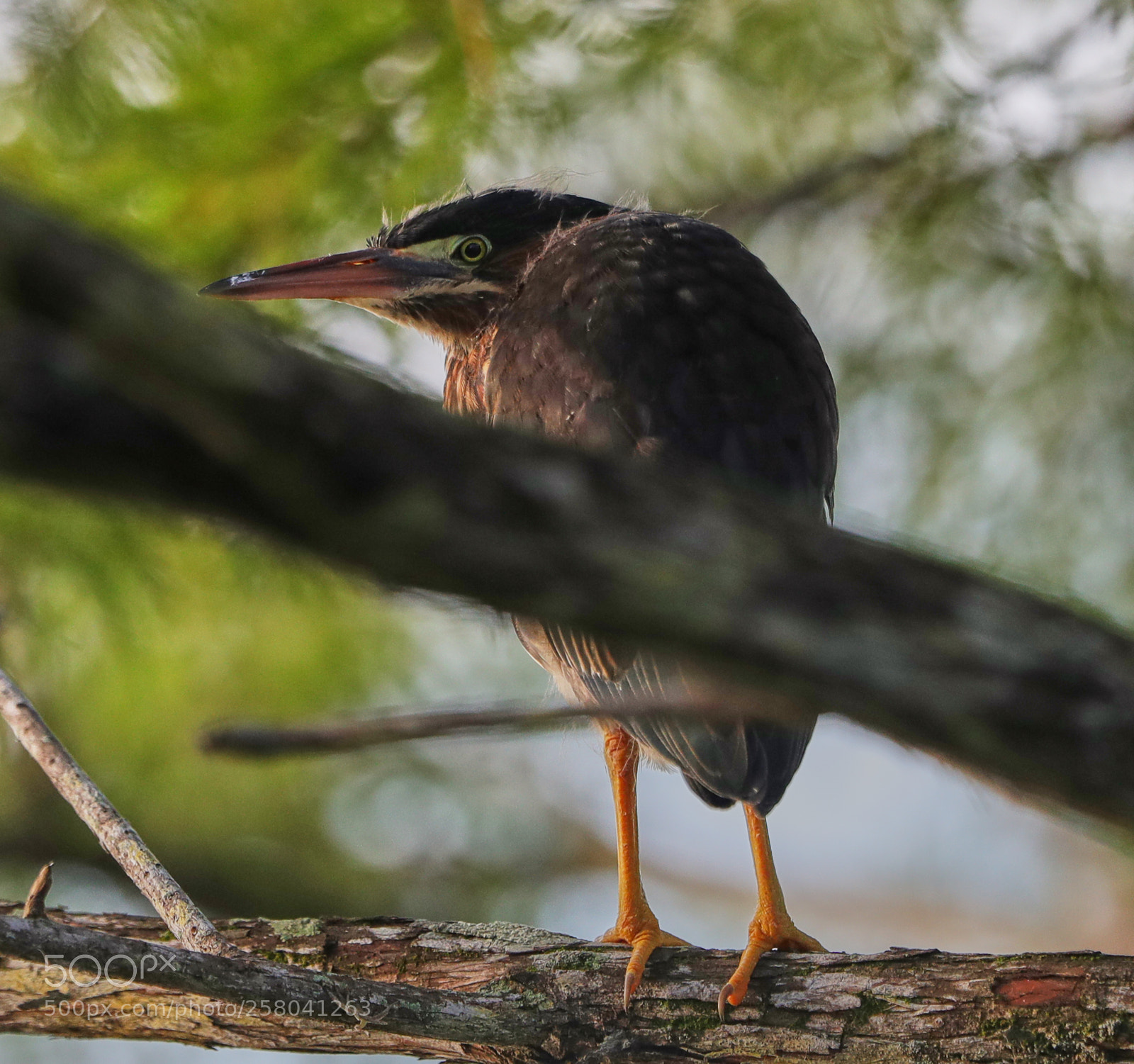 Canon EOS-1D X Mark II sample photo. 05-15-18-0017861.jpg photography