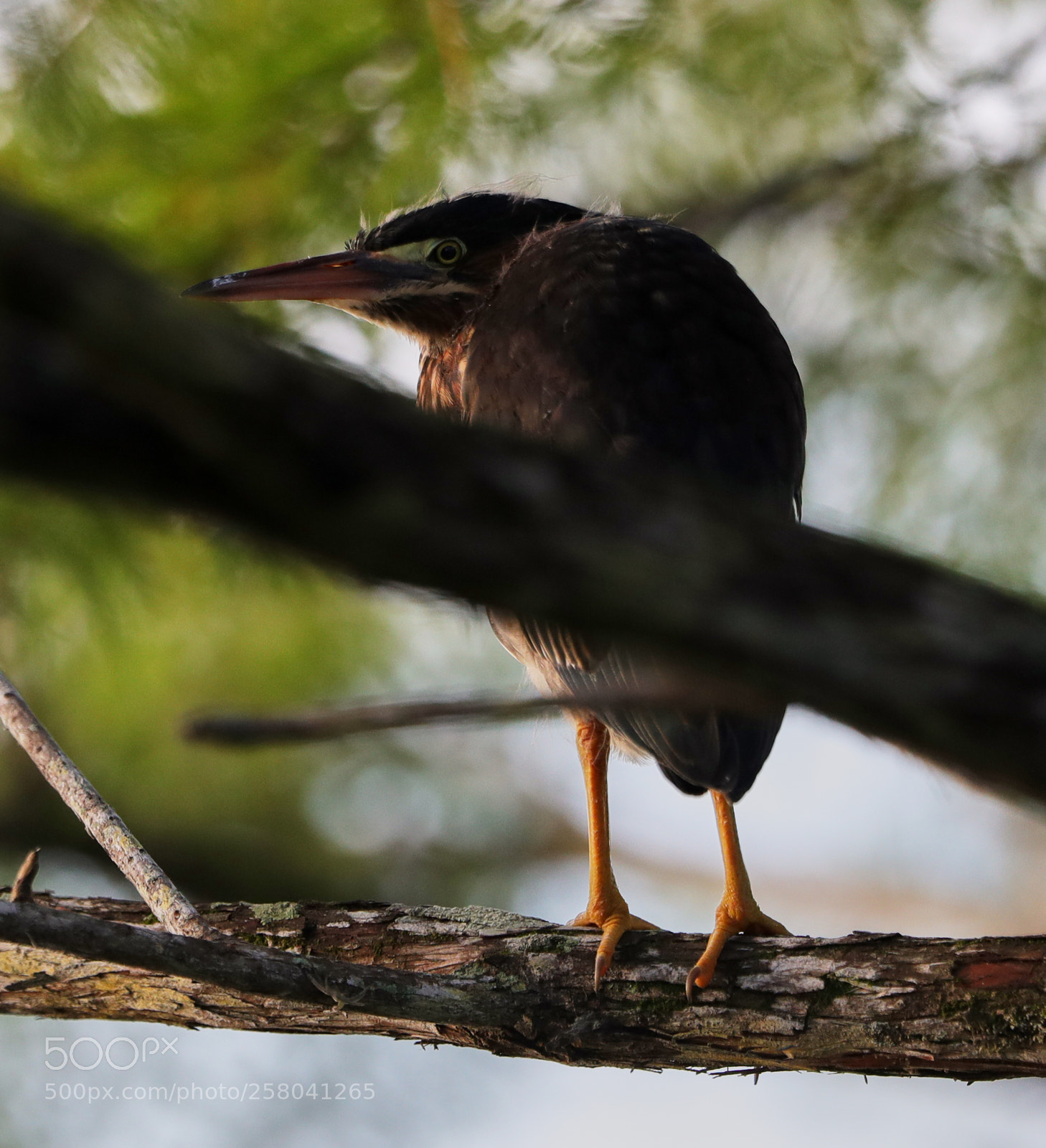 Canon EOS-1D X Mark II sample photo. 05-15-18-0017860.jpg photography