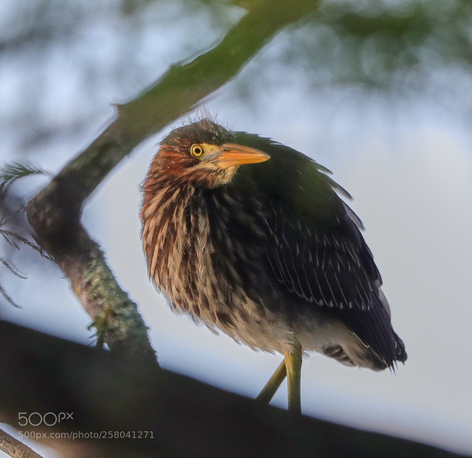 Canon EOS-1D X Mark II sample photo. 05-15-18-0017859.jpg photography