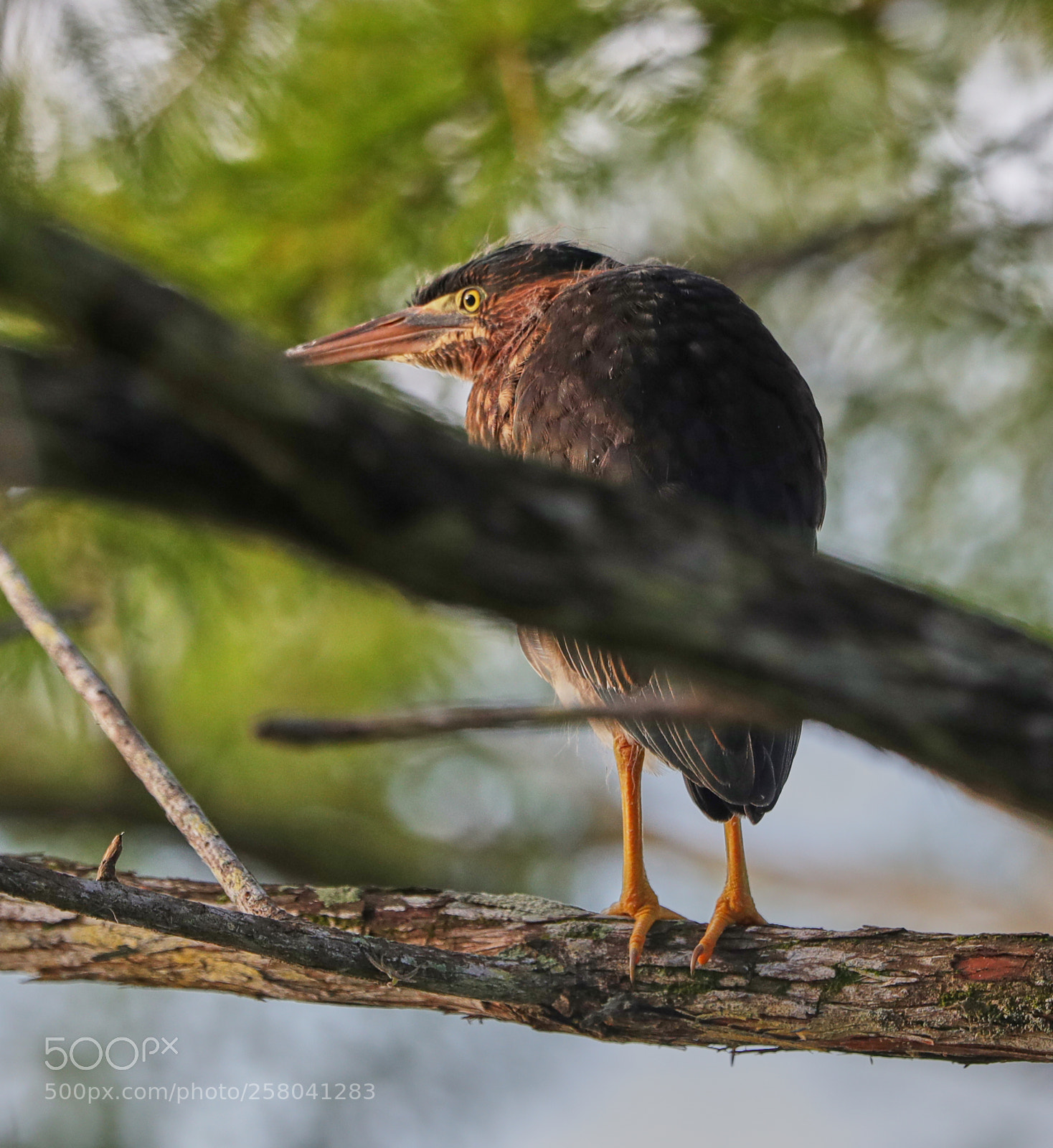 Canon EOS-1D X Mark II sample photo. 05-15-18-0017857.jpg photography