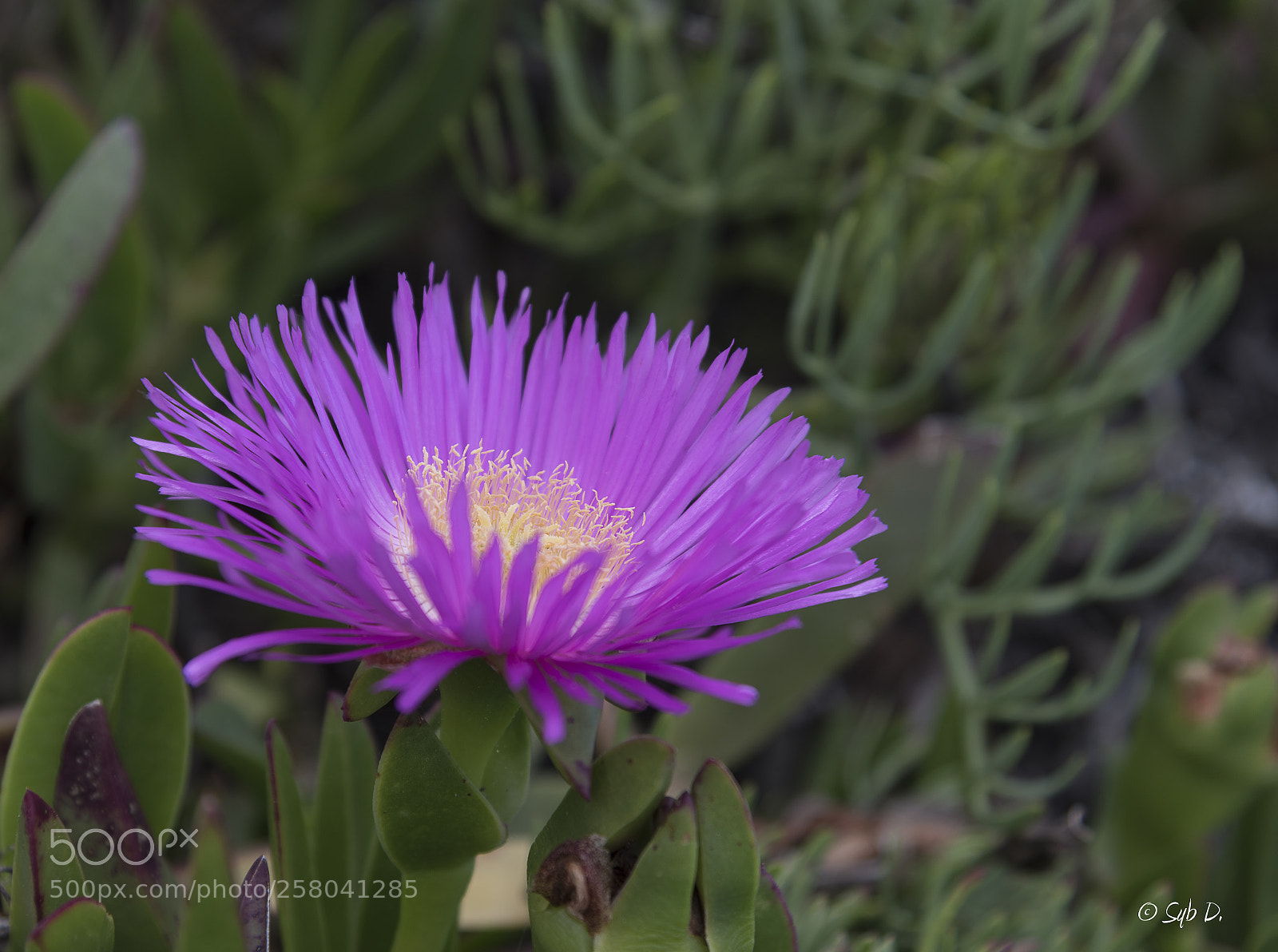 Nikon D750 sample photo. Griffes de sorci re photography