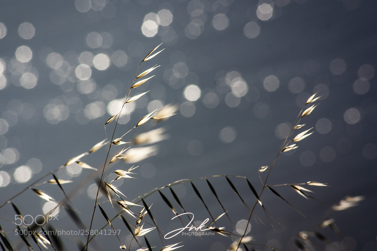 Canon EOS 1000D (EOS Digital Rebel XS / EOS Kiss F) sample photo. Avena silvestre photography
