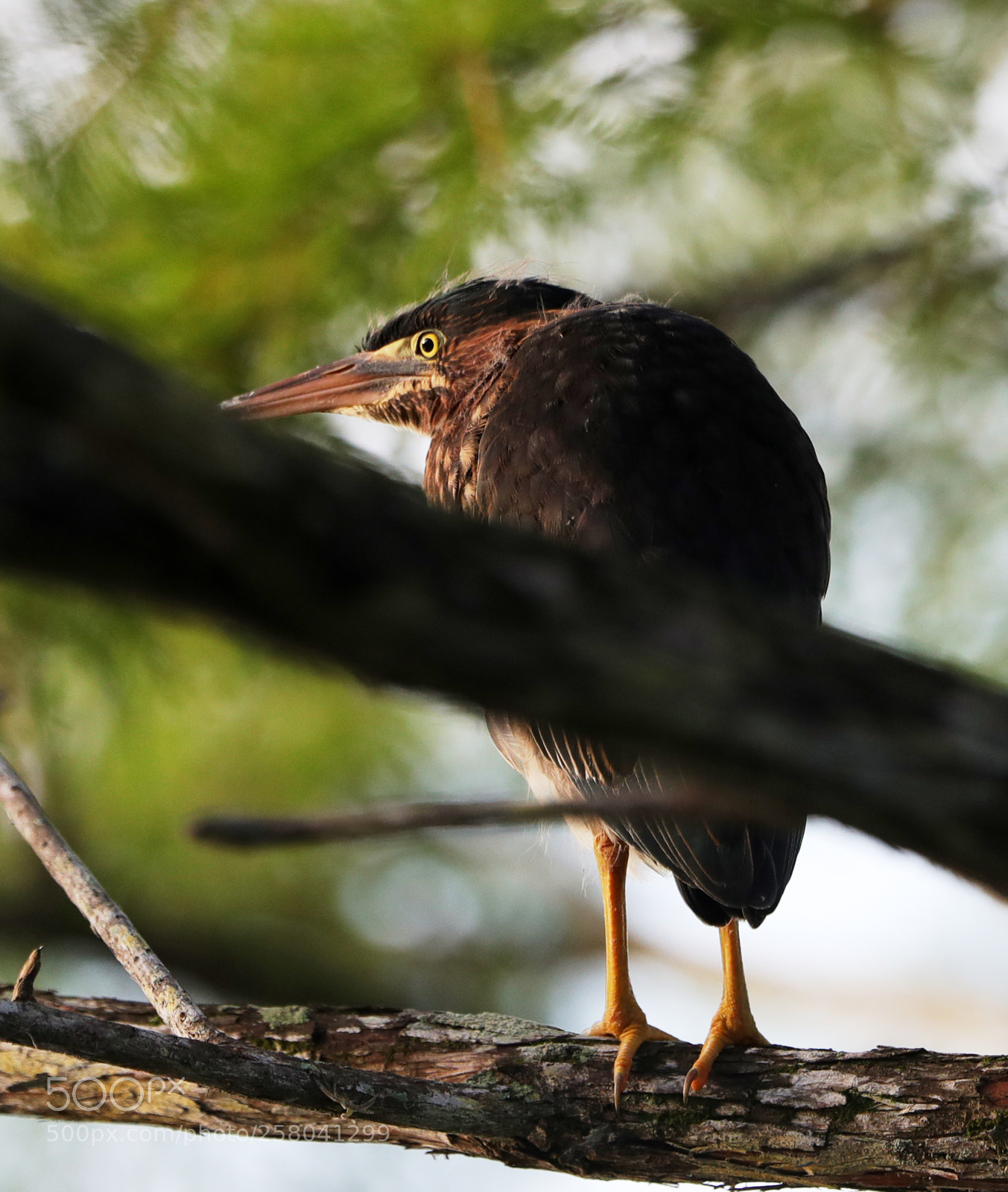 Canon EOS-1D X Mark II sample photo. 05-15-18-0017856.jpg photography