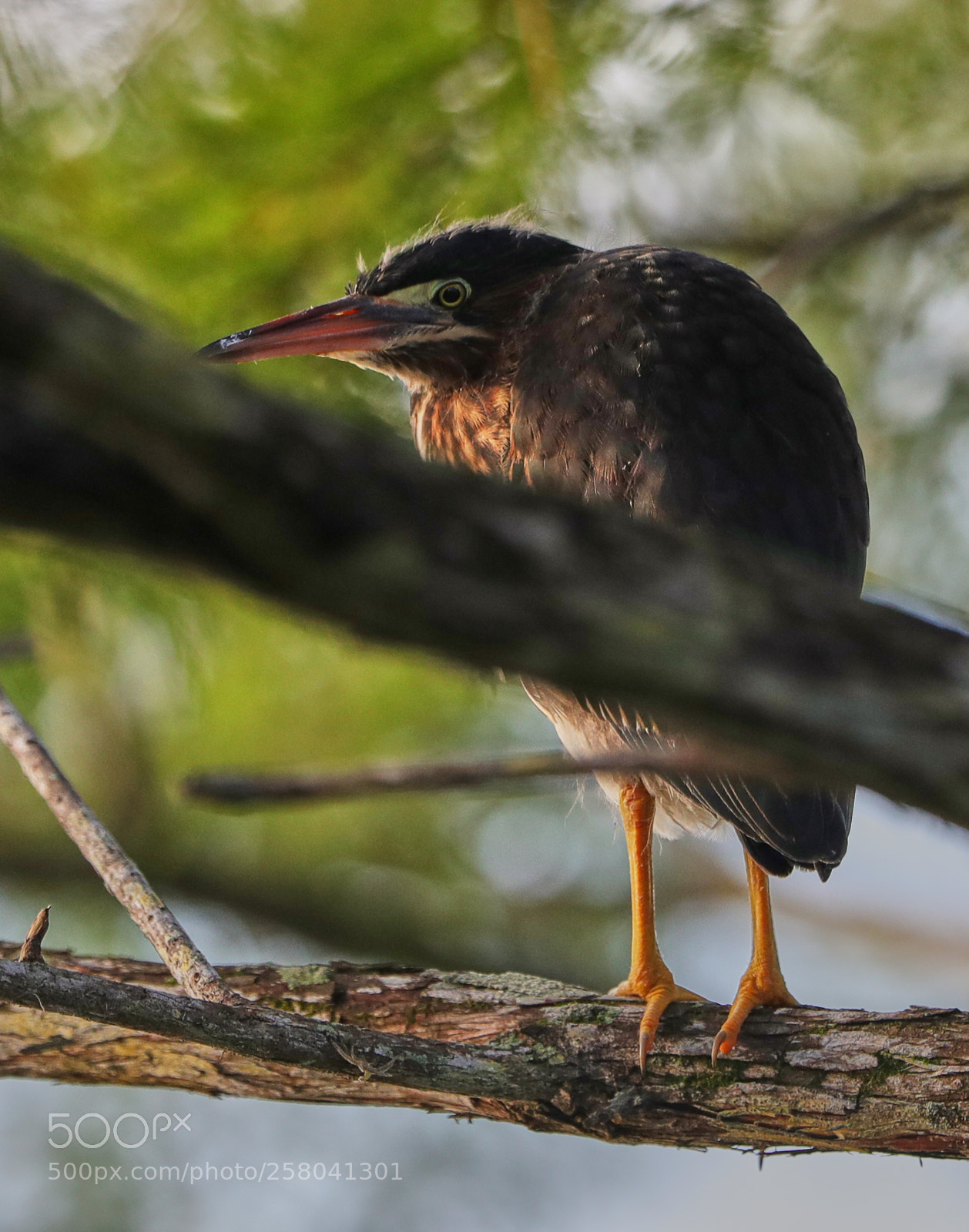 Canon EOS-1D X Mark II sample photo. 05-15-18-0017854.jpg photography