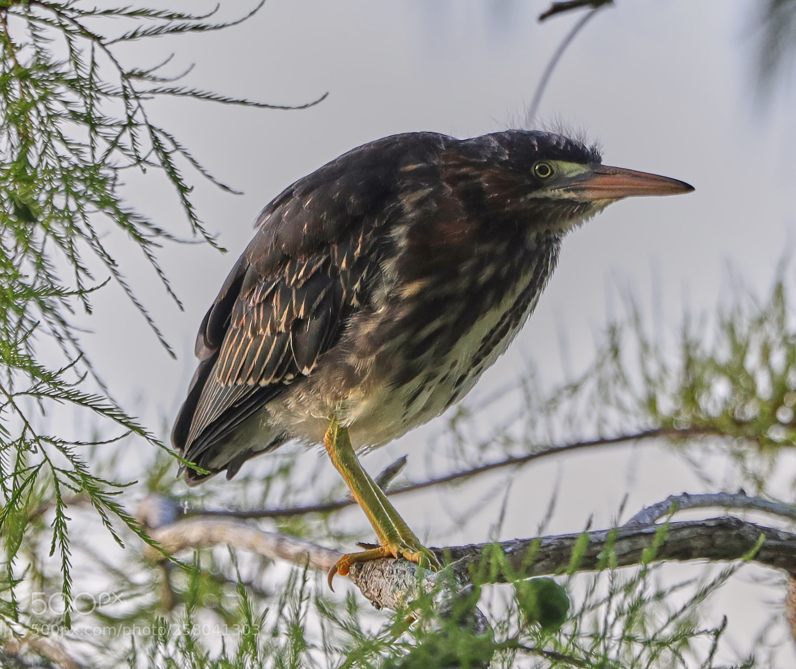 Canon EOS-1D X Mark II sample photo. 05-15-18-0017853.jpg photography