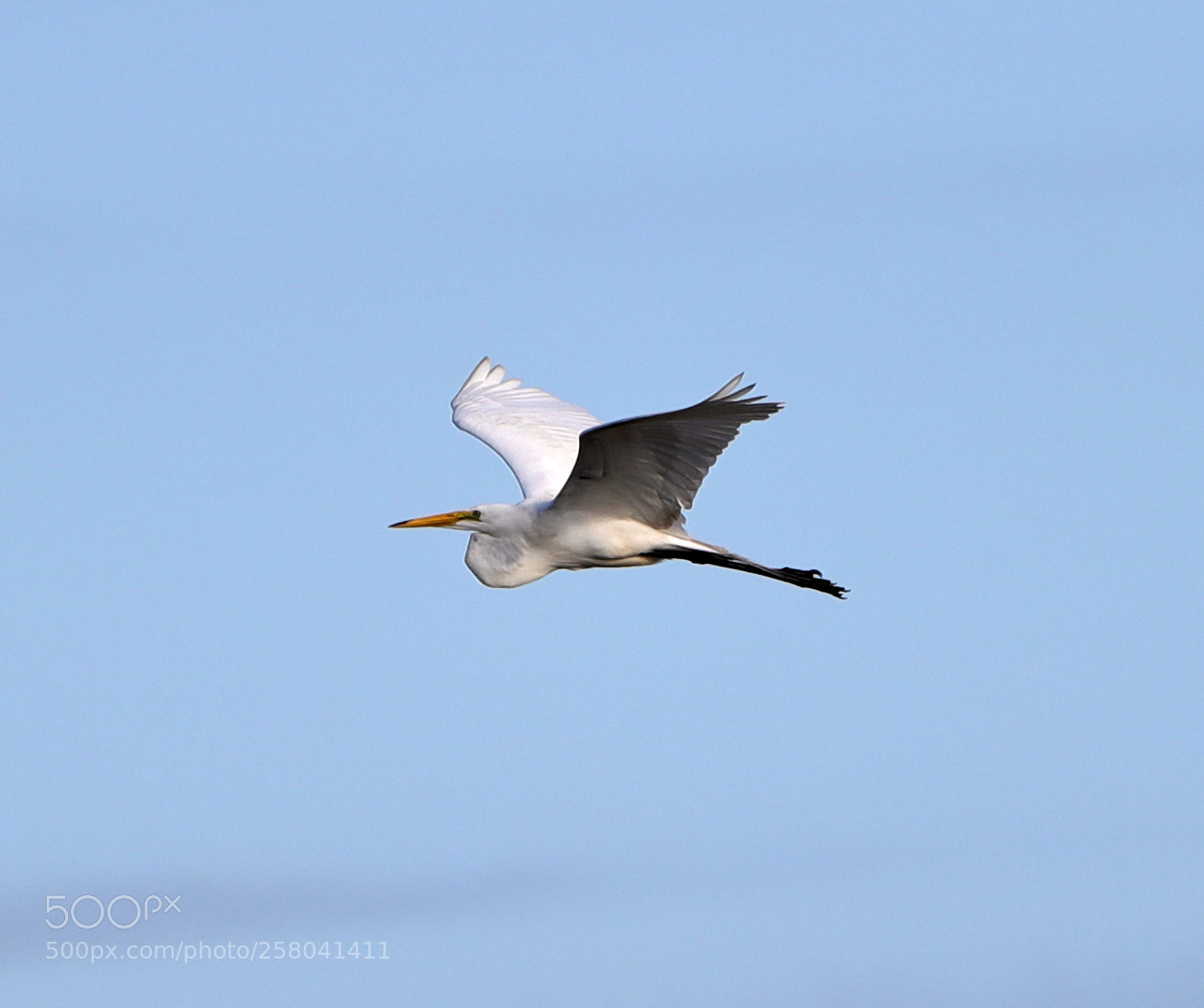 Canon EOS-1D X Mark II sample photo. 05-15-18-0017711.jpg photography