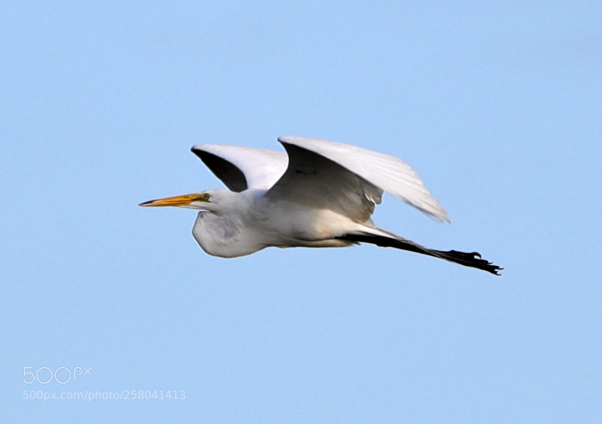Canon EOS-1D X Mark II sample photo. 05-15-18-0017710.jpg photography