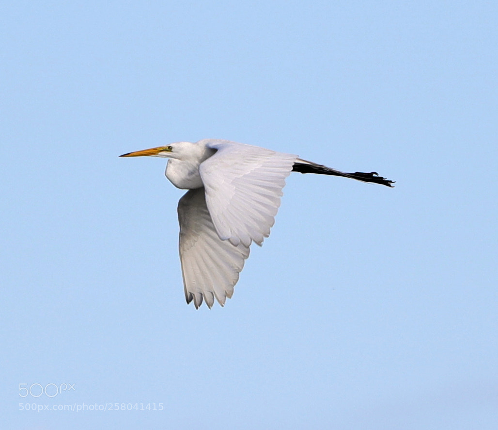 Canon EOS-1D X Mark II sample photo. 05-15-18-0017709.jpg photography