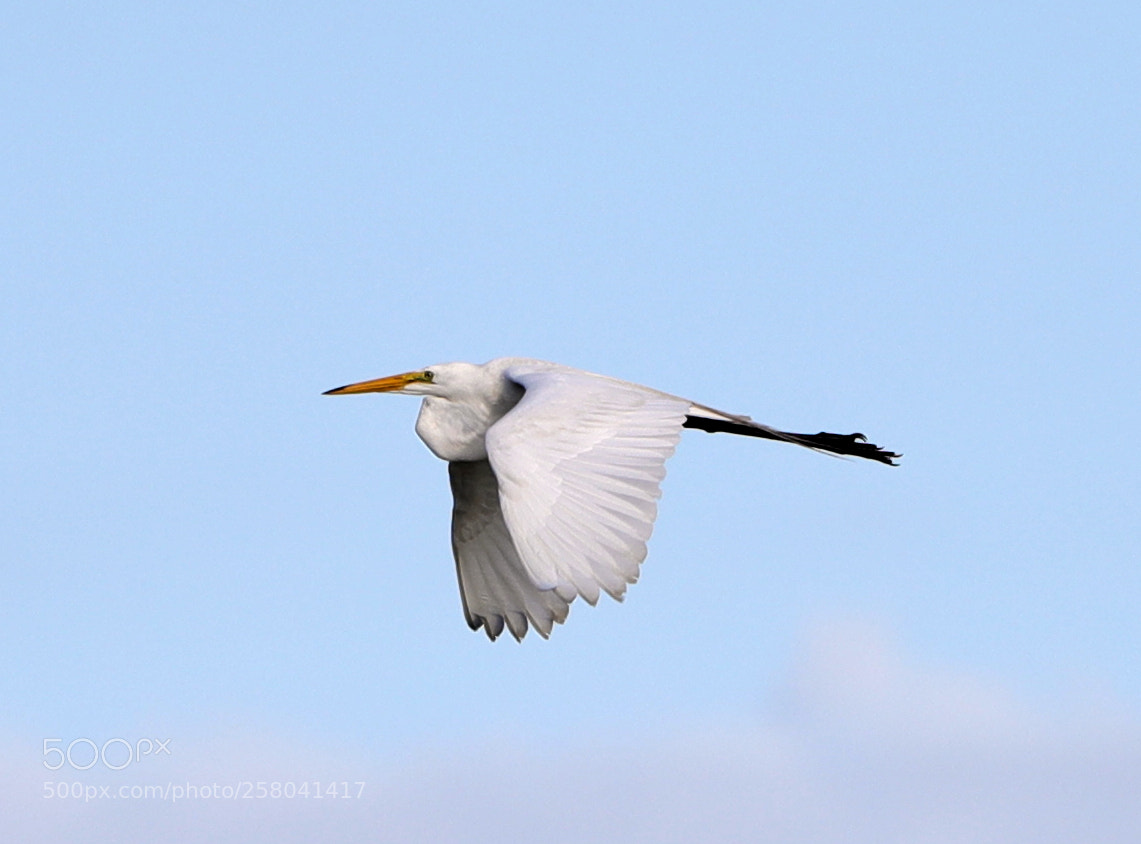 Canon EOS-1D X Mark II sample photo. 05-15-18-0017708.jpg photography