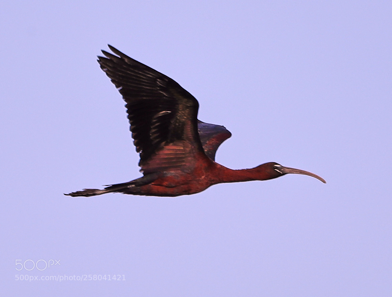 Canon EOS-1D X Mark II sample photo. 05-15-18-0017707.jpg photography