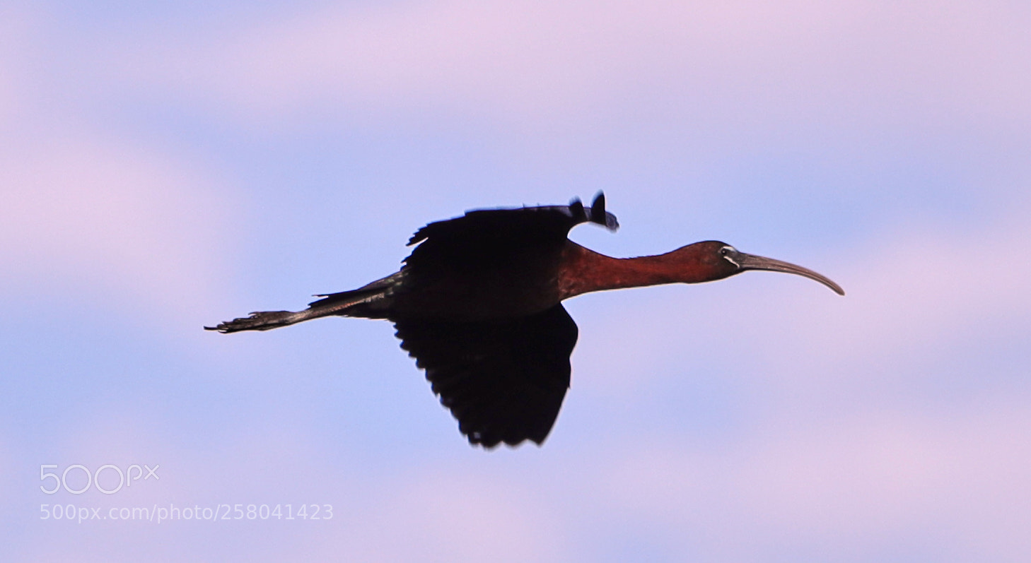 Canon EOS-1D X Mark II sample photo. 05-15-18-0017706.jpg photography