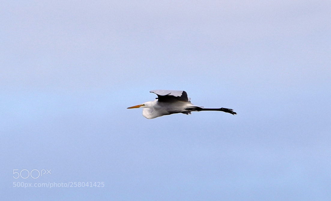 Canon EOS-1D X Mark II sample photo. 05-15-18-0017705.jpg photography
