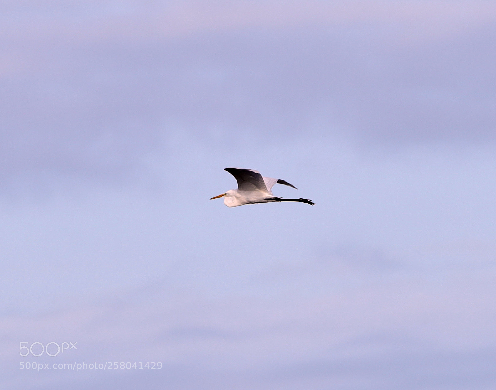 Canon EOS-1D X Mark II sample photo. 05-15-18-0017704.jpg photography