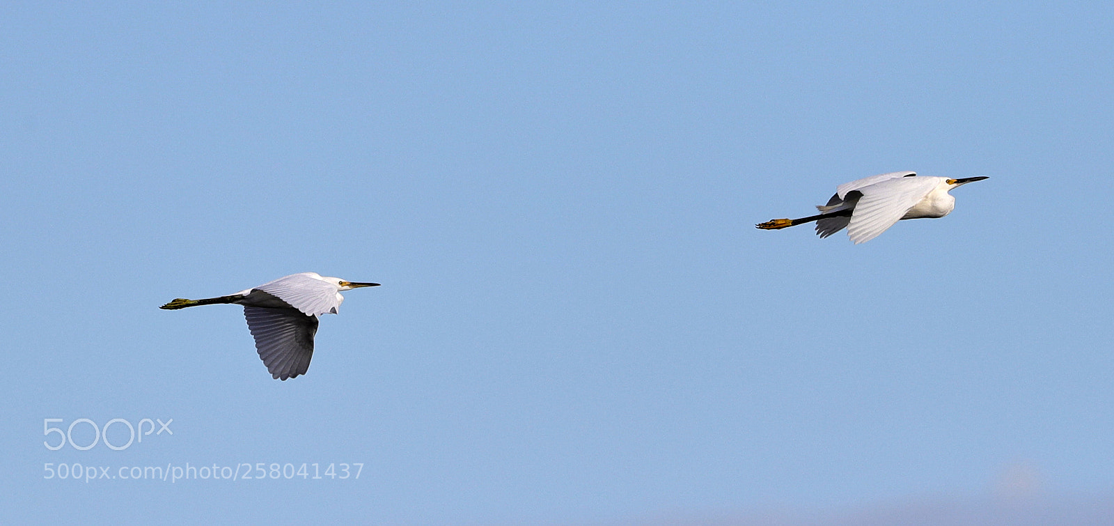 Canon EOS-1D X Mark II sample photo. 05-15-18-0017702.jpg photography