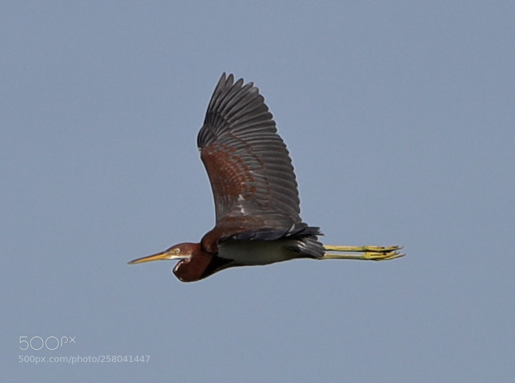 Canon EOS-1D X Mark II sample photo. 05-15-18-0017651.jpg photography