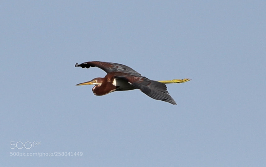 Canon EOS-1D X Mark II sample photo. 05-15-18-0017650.jpg photography