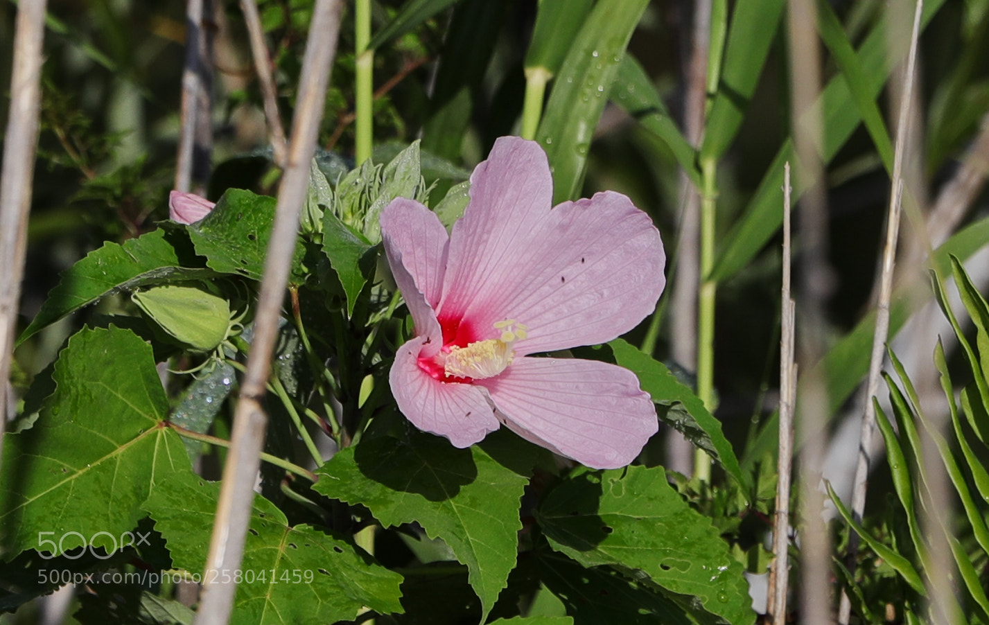 Canon EOS-1D X Mark II sample photo. 05-15-18-0017601.jpg photography