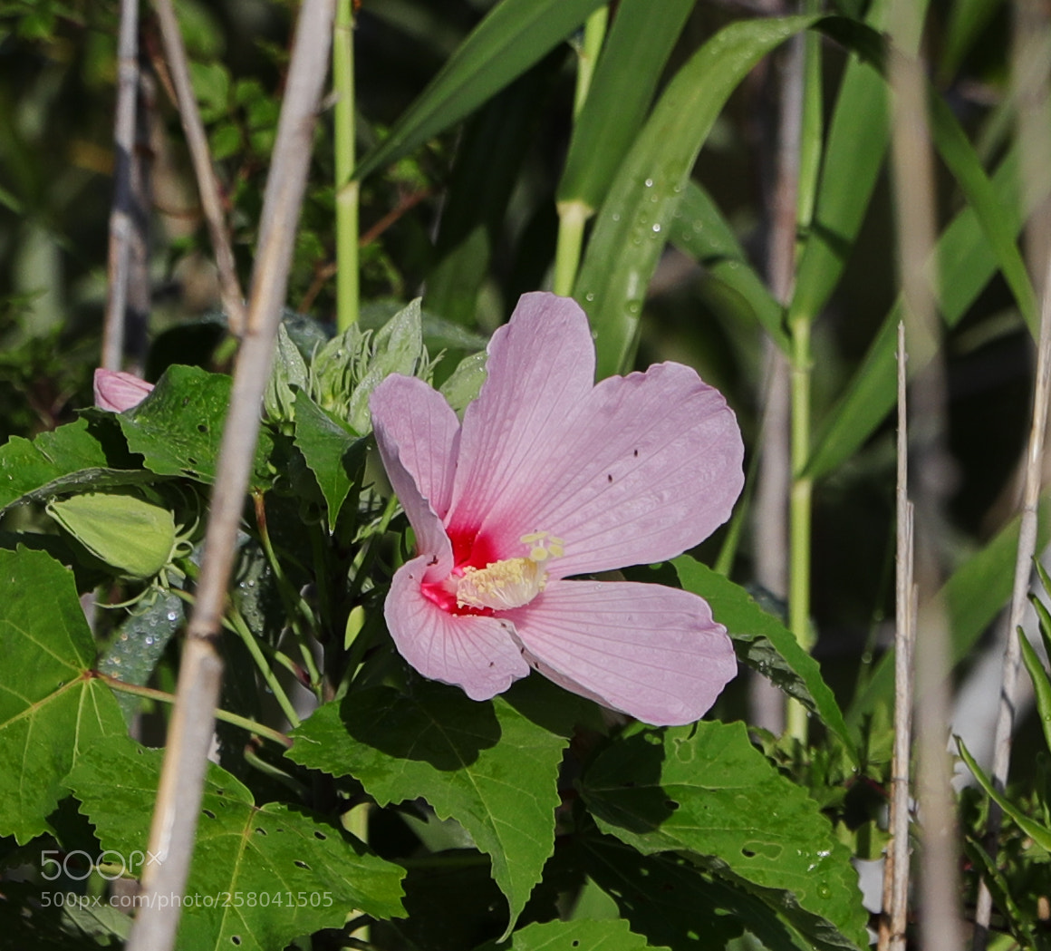 Canon EOS-1D X Mark II sample photo. 05-15-18-0017600.jpg photography