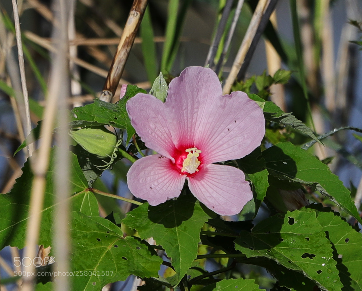 Canon EOS-1D X Mark II sample photo. 05-15-18-0017599.jpg photography
