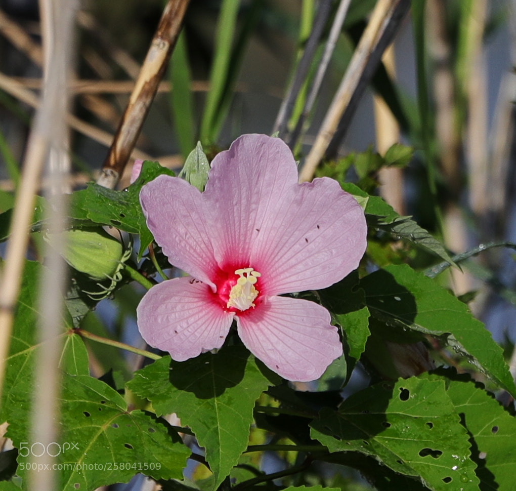 Canon EOS-1D X Mark II sample photo. 05-15-18-0017598.jpg photography