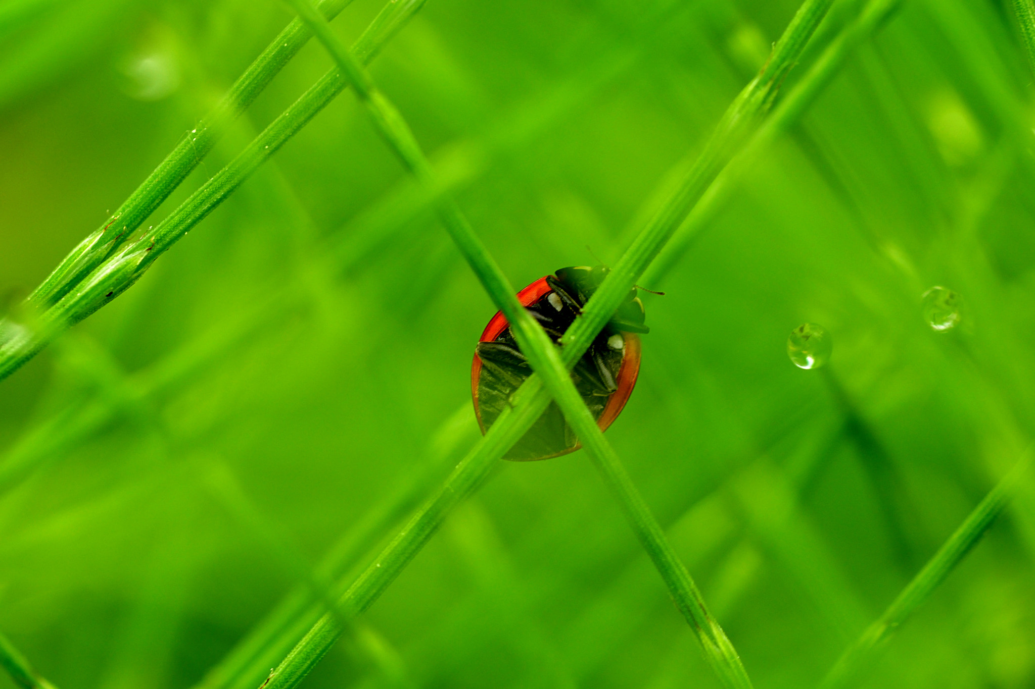 Nikon D5500 sample photo. Hiding photography