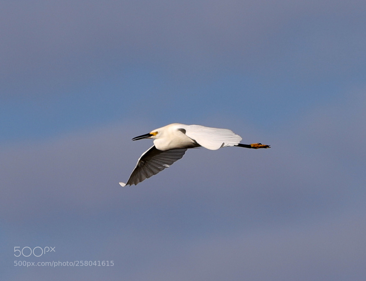Canon EOS-1D X Mark II sample photo. 05-15-18-0017594.jpg photography
