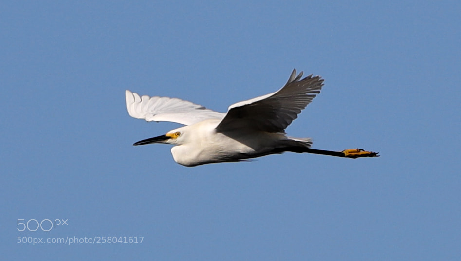 Canon EOS-1D X Mark II sample photo. 05-15-18-0017593.jpg photography