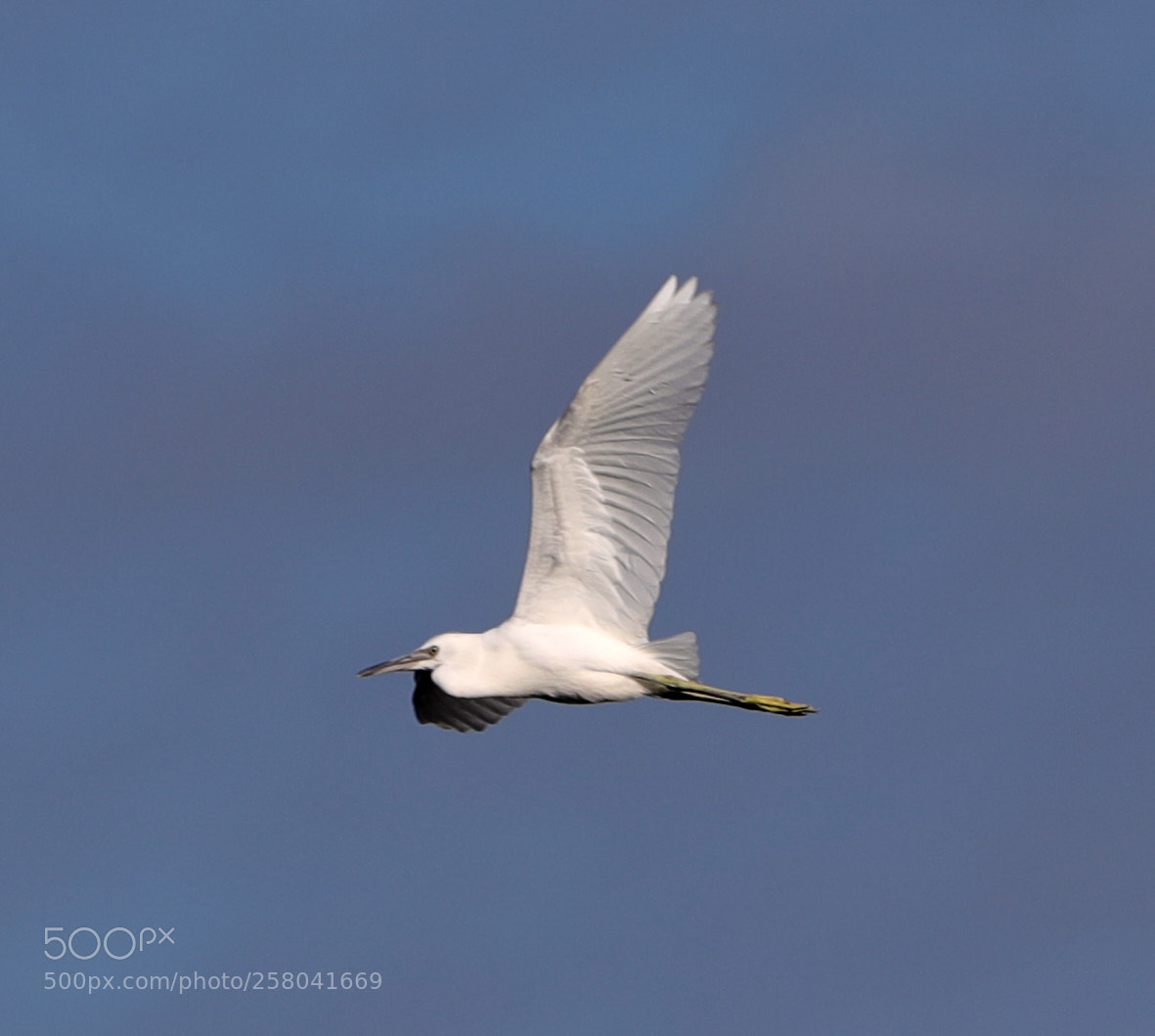 Canon EOS-1D X Mark II sample photo. 05-15-18-0017592.jpg photography