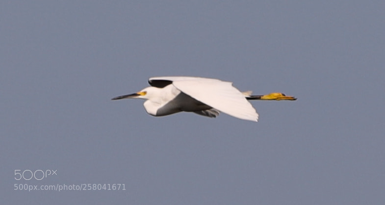 Canon EOS-1D X Mark II sample photo. 05-15-18-0017591.jpg photography