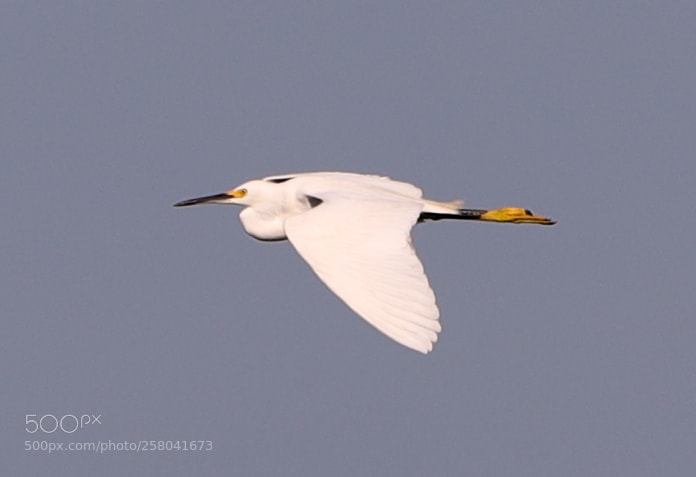 Canon EOS-1D X Mark II sample photo. 05-15-18-0017590.jpg photography