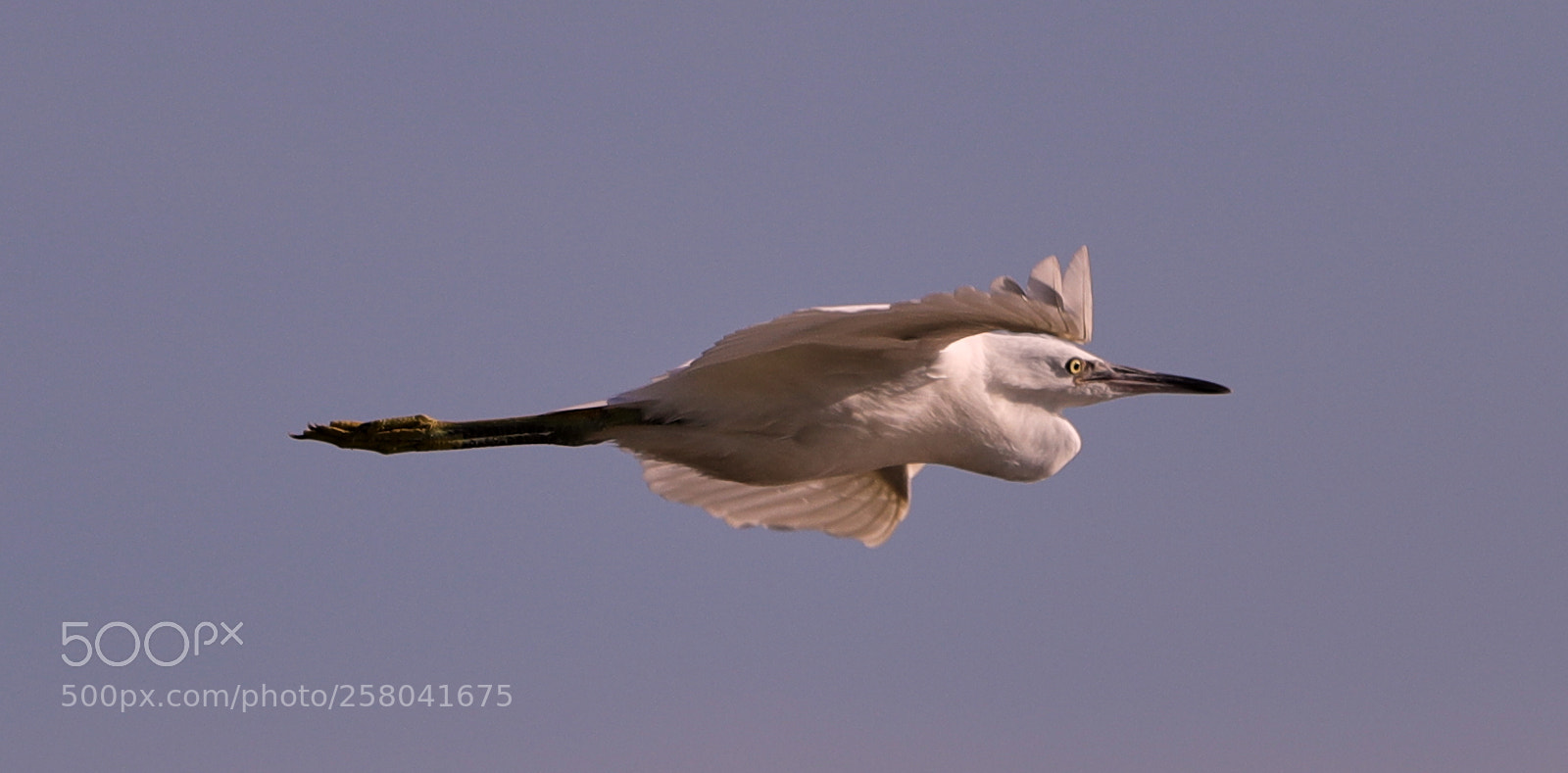 Canon EOS-1D X Mark II sample photo. 05-15-18-0017589.jpg photography