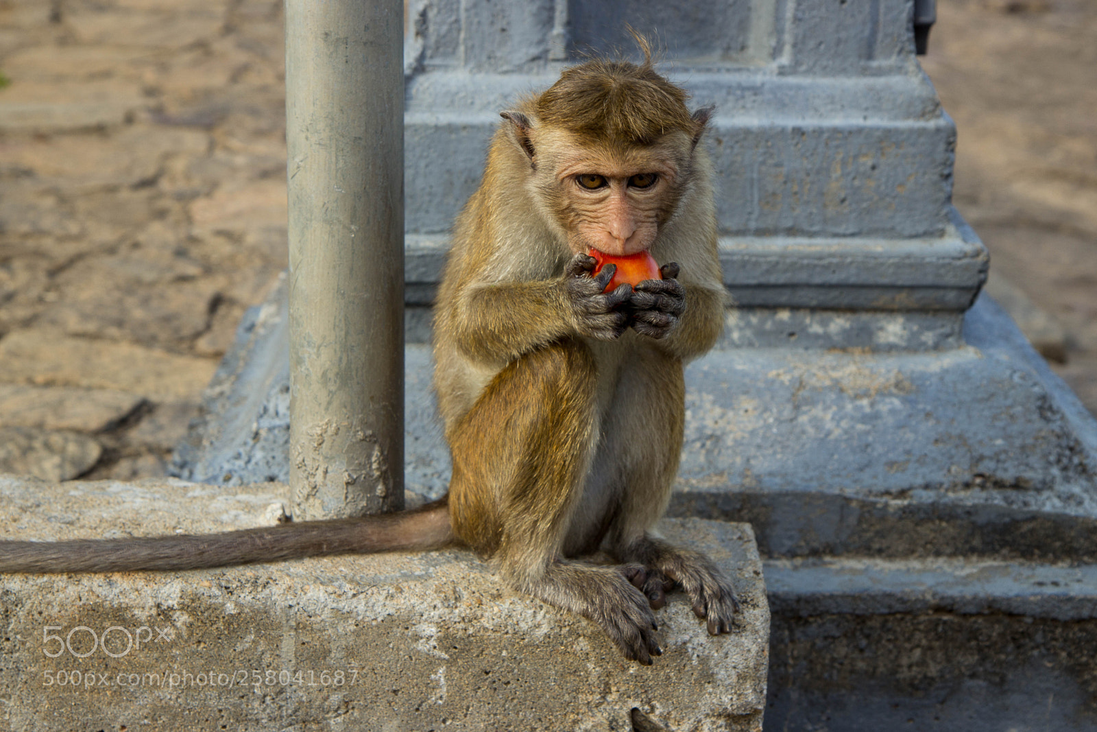 Canon EOS 600D (Rebel EOS T3i / EOS Kiss X5) sample photo. Monkey at dambulla cave photography