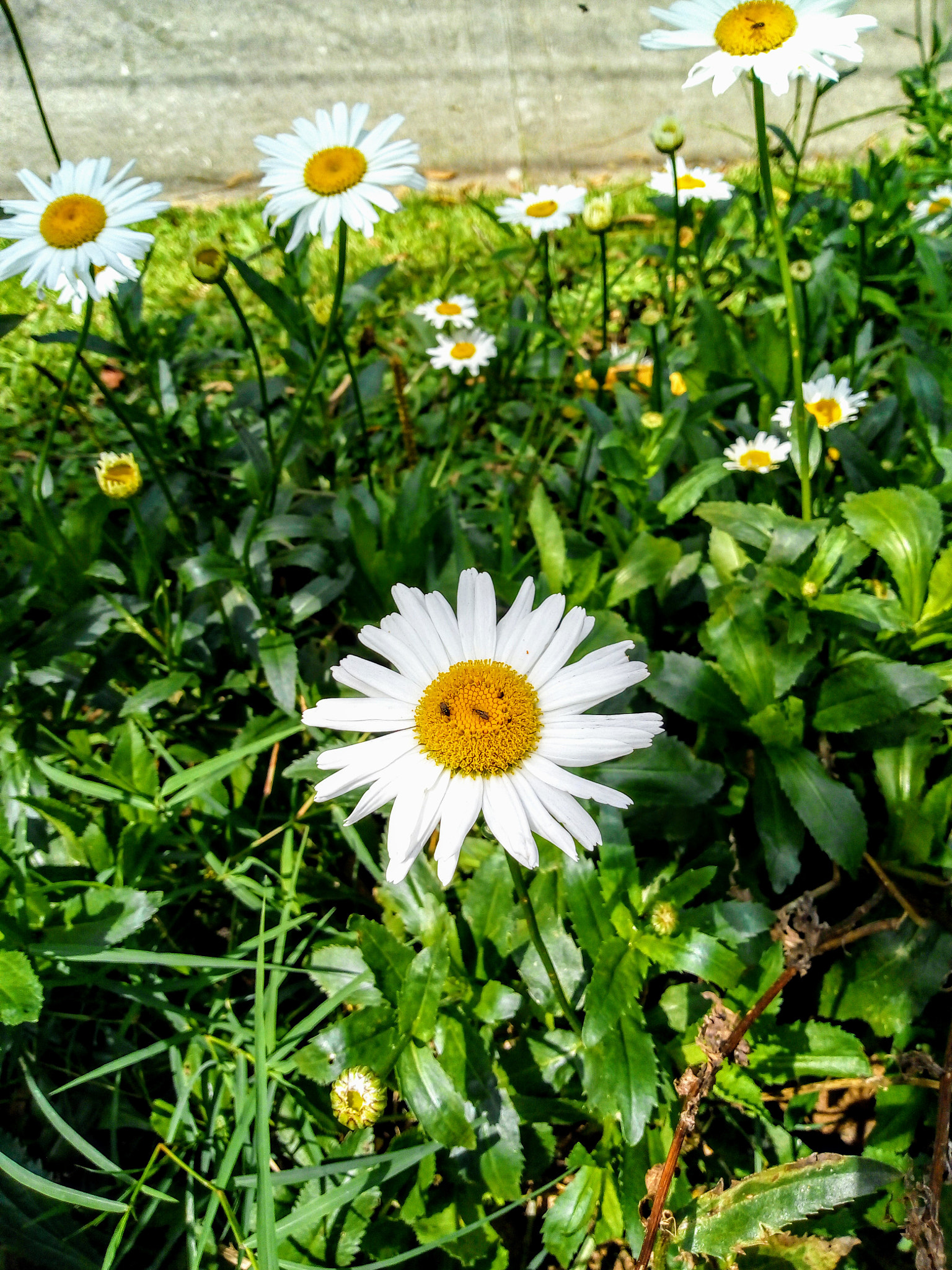 Motorola Moto E (4) Plus sample photo. Blanca photography