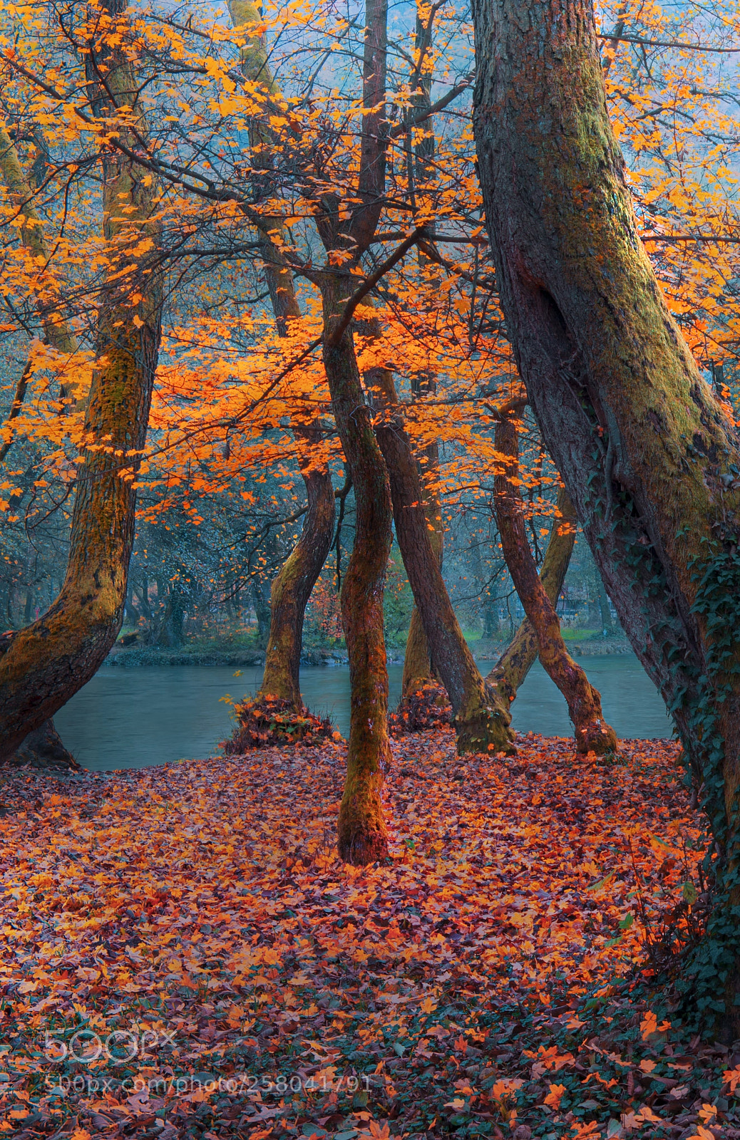 Nikon D610 sample photo. River trees photography