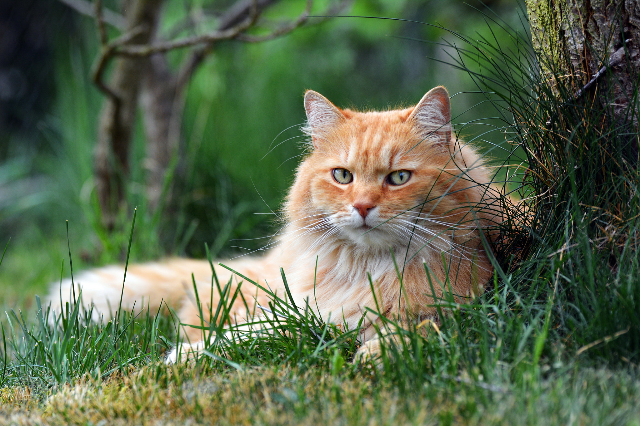 Tamron SP 70-200mm F2.8 Di VC USD sample photo. Ginger cat photography
