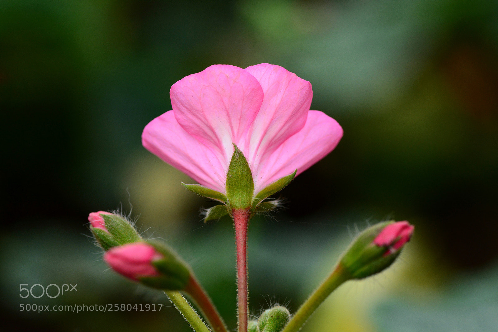 Nikon D7100 sample photo. Untitled photography